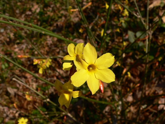 {Jasminum nudiflorum}